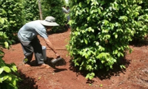 Bón phân giai đoạn tiêu làm bông