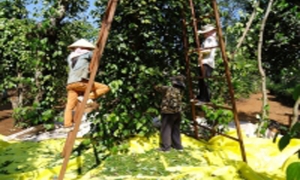 Hồ tiêu Tây Nguyên được mùa kép