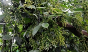 Ấn Độ: Khô hạn sẽ làm giảm sản lượng hạt tiêu vụ mới