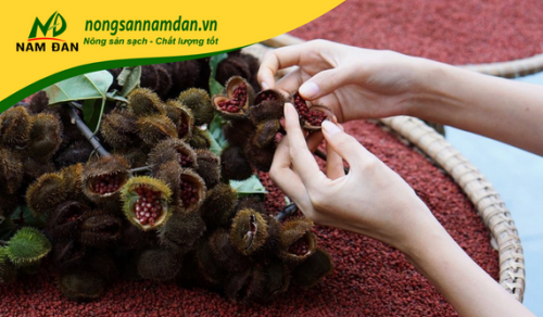 HẠT ĐIỀU ĐẮK LẮK