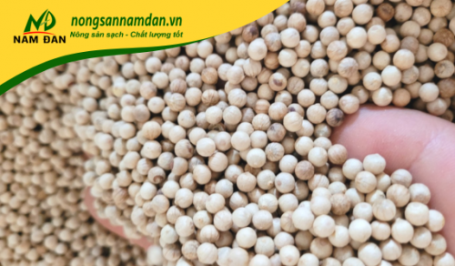 TIÊU SỌ MỘC HẠT TO